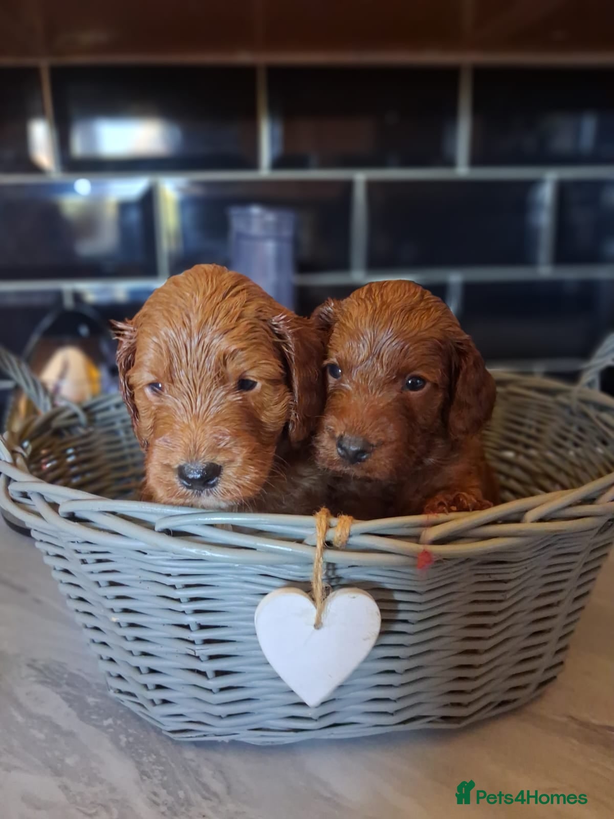 Cockapoo dogs Genuine cockerpoos resdy to reserve - Advert 17