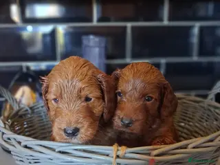 Cockapoo dogs Genuine cockerpoos resdy to reserve - Advert 17