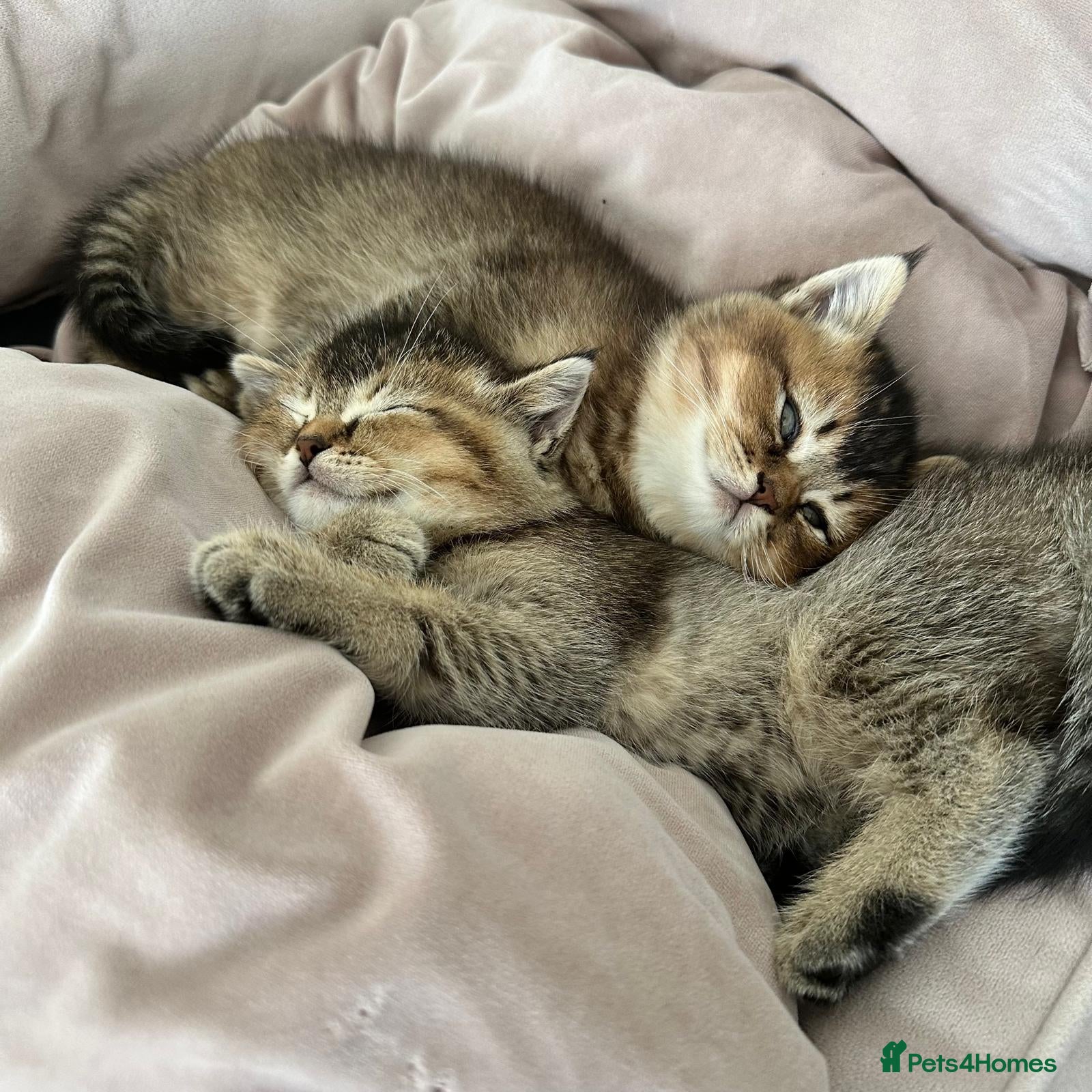 Scottish Fold cats 3/4 Scottish Fold and 1/4 British Blue kittens - Advert 8