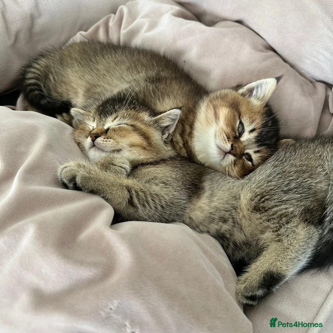 Scottish Fold cats for sale: 3/4 Scottish Fold and 1/4 British Blue kittens - Advert 1