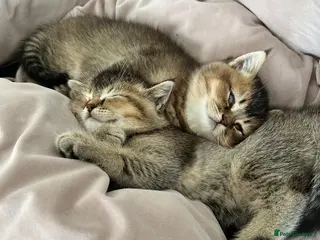 Scottish Fold cats 3/4 Scottish Fold and 1/4 British Blue kittens - Advert 8