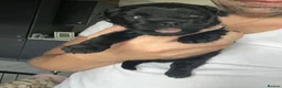 Shihpoo dogs for sale: ⭐️ 5 star rated Toy Shihpoo puppies ⭐️ - Advert 10