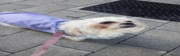 Mixed Breed dogs for sale: Maltes/Lhasa apso puppies  - Advert 5