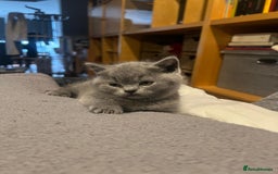 British Shorthair cats for sale: GCCF Registered Championship Line BSH Kittens - Image 2