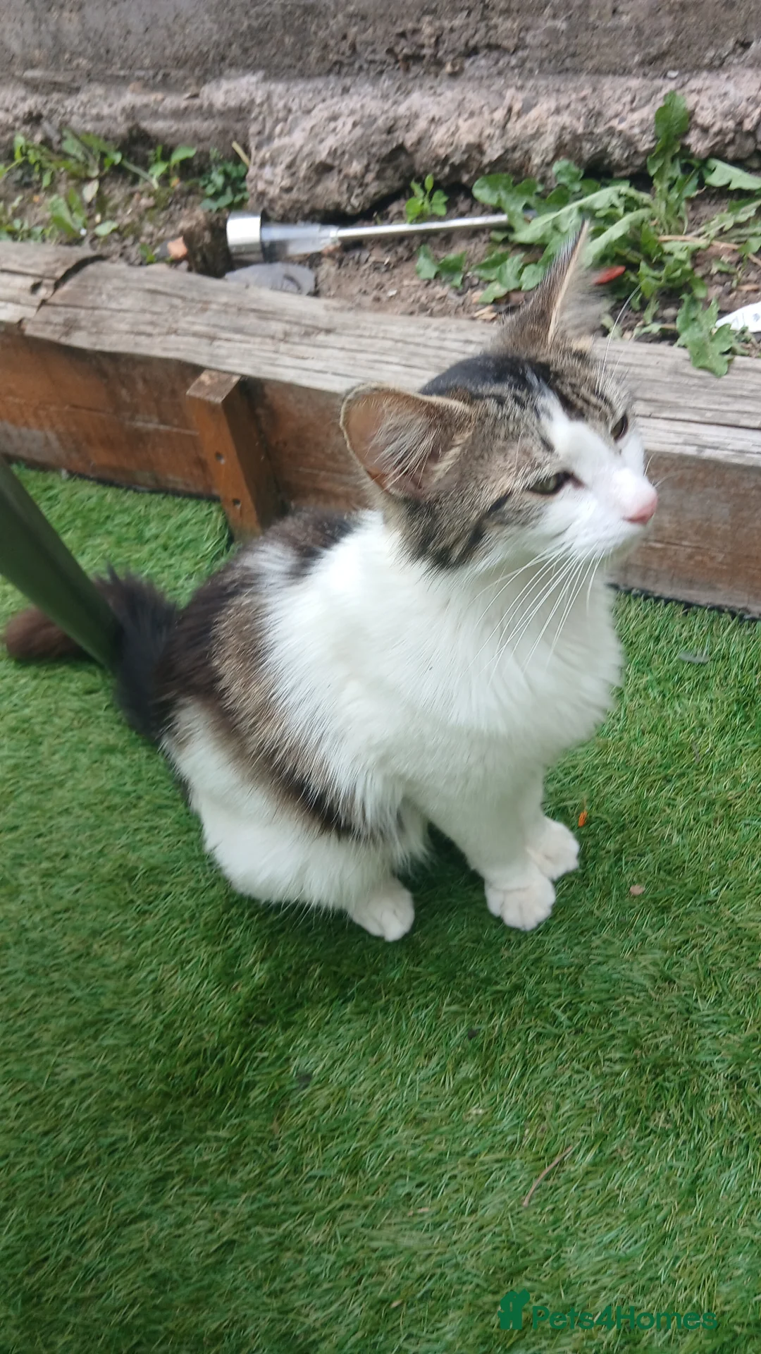British Longhair cats for sale: Miss Lady 2 year old Cat female  - Advert 2