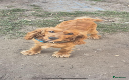 Cocker Spaniel dogs for sale: Female and male cocker spaniel - Image 2