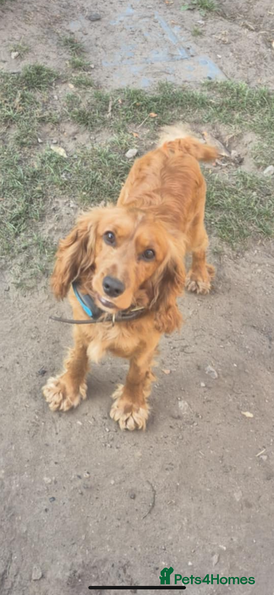 Cocker Spaniel dogs for sale: Female and male cocker spaniel - Image 2