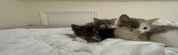 Mixed Breed cats for sale: Kittens for sale (grey girl left) in Honiton - Advert 9