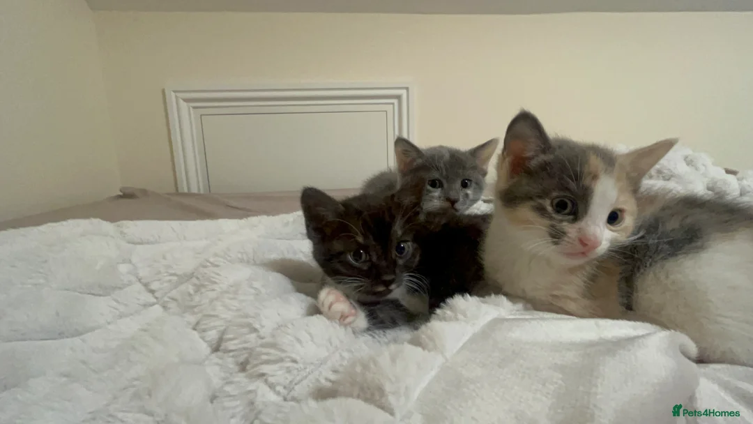 Mixed Breed cats for sale: Kittens for sale (grey girl left) in Honiton - Advert 9