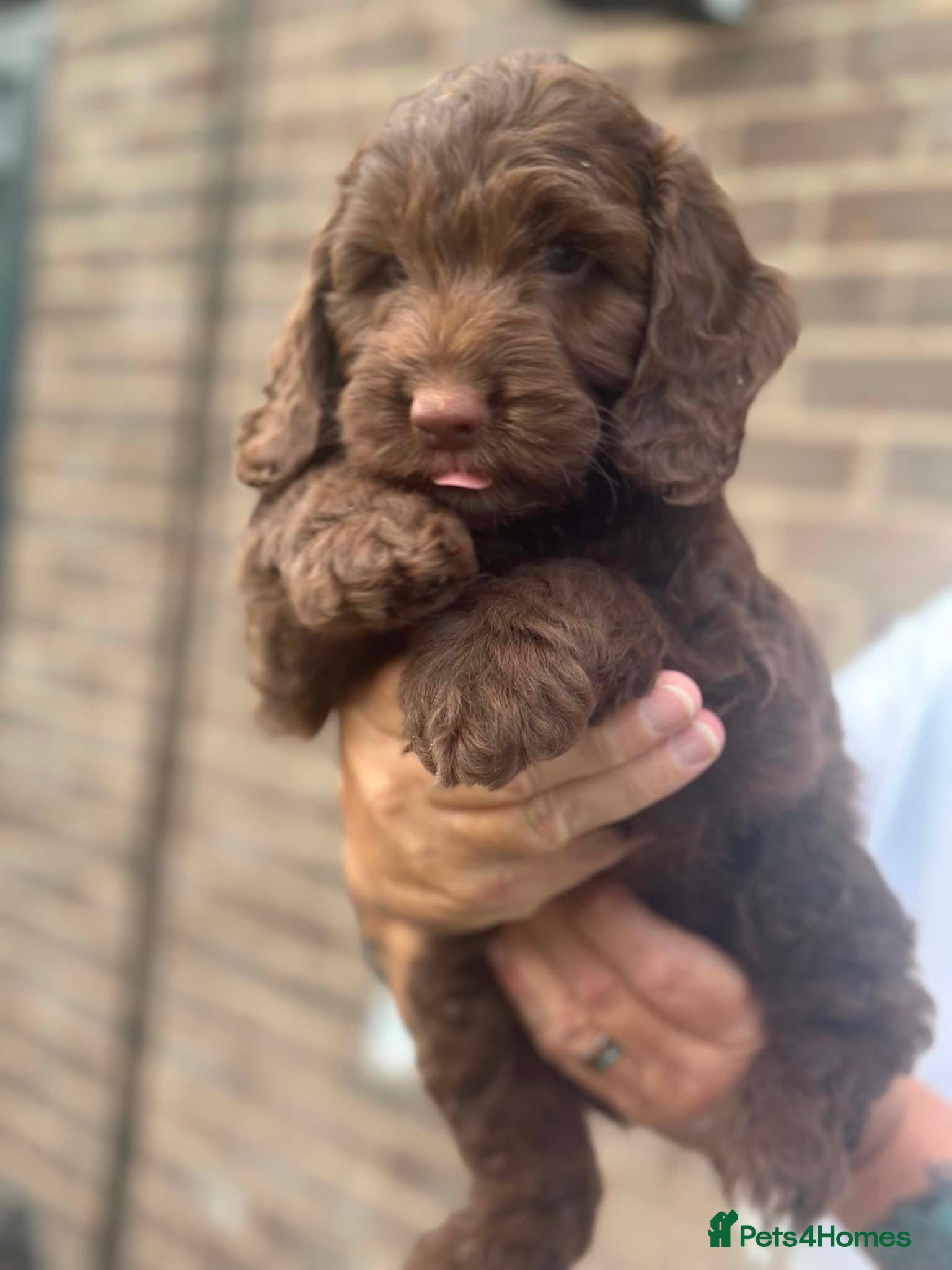 Cockapoo dogs F1 Cockerpoo Puppies - Advert 2