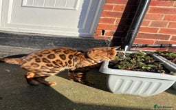 Bengal cats for sale: 🐾Purebred BENGAL Kittens🐾  - Image 32