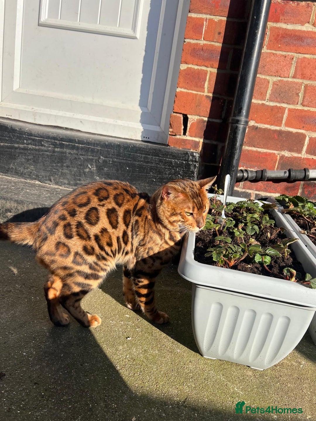 Bengal cats for sale: 🐾Purebred BENGAL Kittens🐾  - Image 32