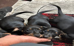 Dachshund dogs for sale: beautiful dachshunds puppies for sale  - Image 10