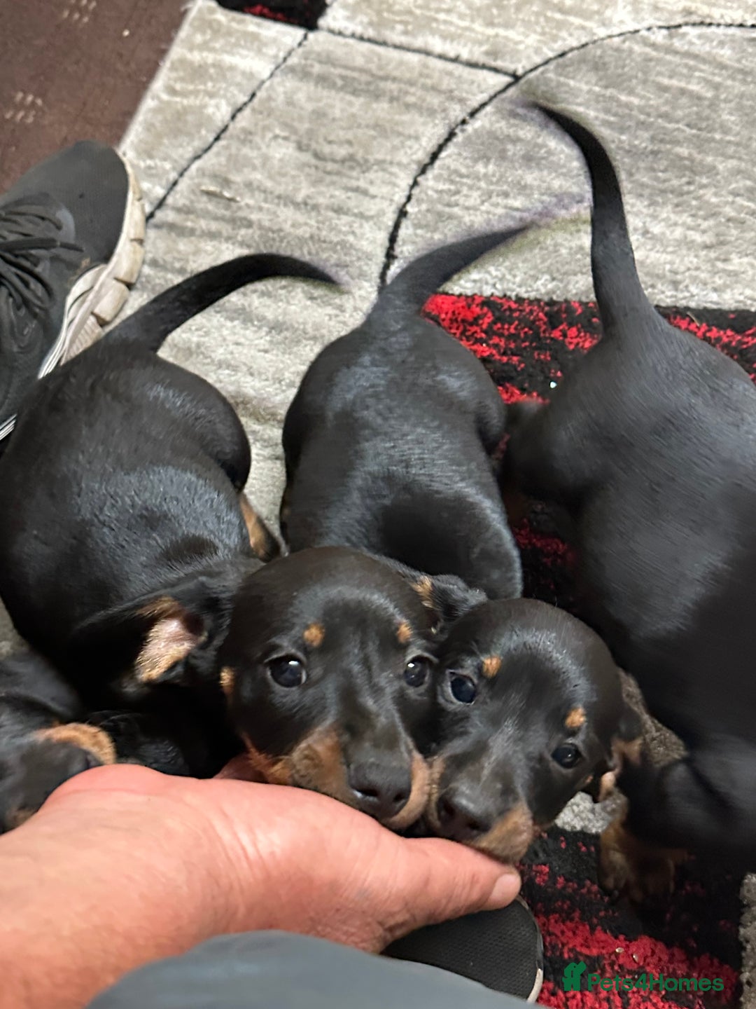 Dachshund dogs for sale: beautiful dachshunds puppies for sale  - Image 10