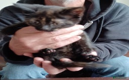 Domestic Shorthair cats for sale: Stunning kittens for sale - Image 18