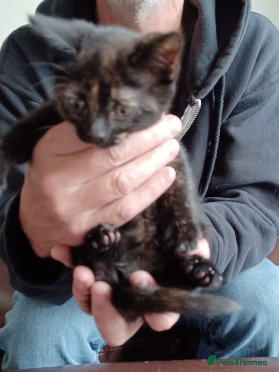 Domestic Shorthair cats for sale: Stunning kittens for sale - Image 18