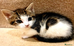 Mixed Breed cats for sale: Adorable trio of kittens  - Image 28