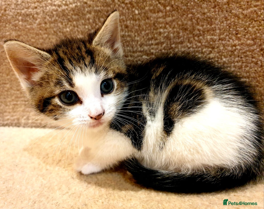 Mixed Breed cats for sale: Adorable trio of kittens  - Image 28