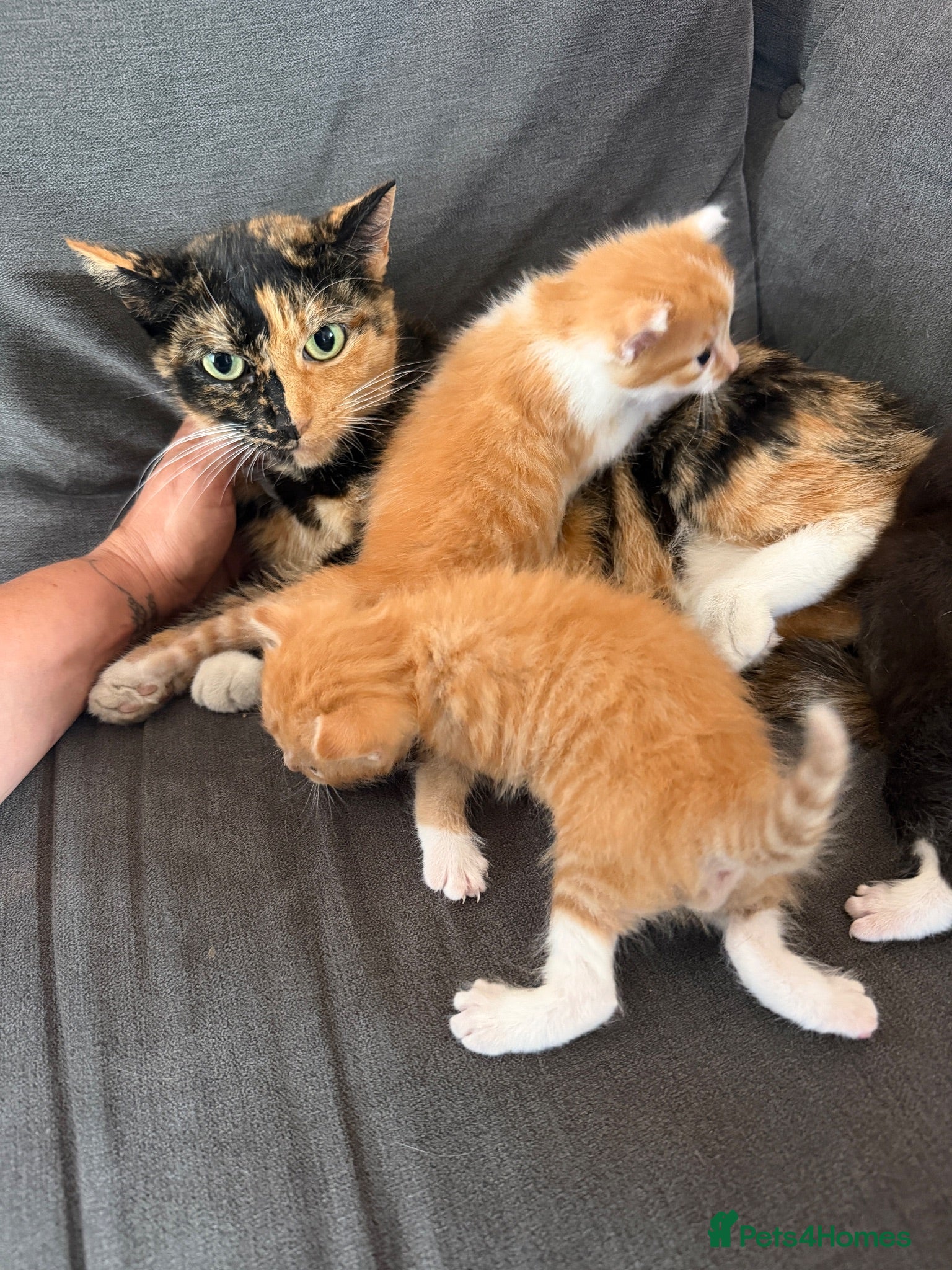 Mixed Breed cats Three beautiful fuffy little kitties girls - Advert 11