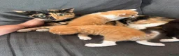 Mixed Breed cats for sale: Three beautiful fuffy little kitties girls - Advert 1