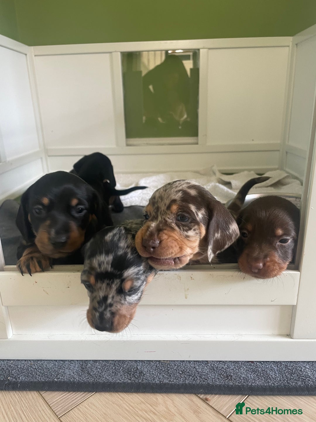 Miniature Dachshund dogs for sale: Ready for new homes Mini Dachshund  - Image 16