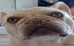 French Bulldog dogs for stud: 5 PANEL HEALTH CLEAR CHARLIE VERY WELL PROVEN! - Image 6