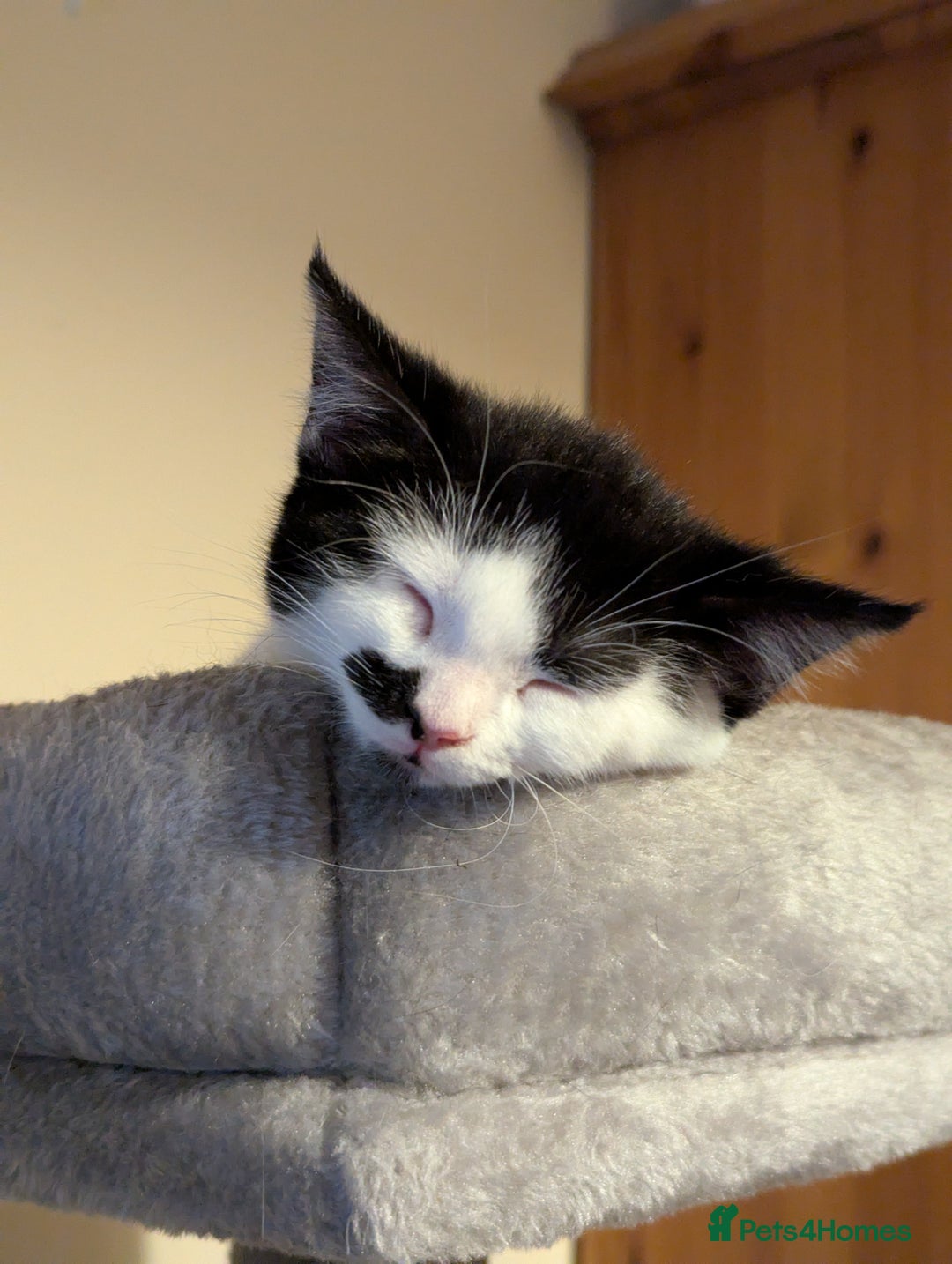 Domestic Shorthair cats for sale: 2 Beautiful Female Kittens Available for Rehoming - Image 11