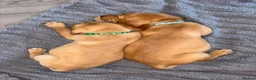 Labrador Retriever dogs for sale: 2 Boys Left red/Yellow KC Labrador puppies  - Advert 4