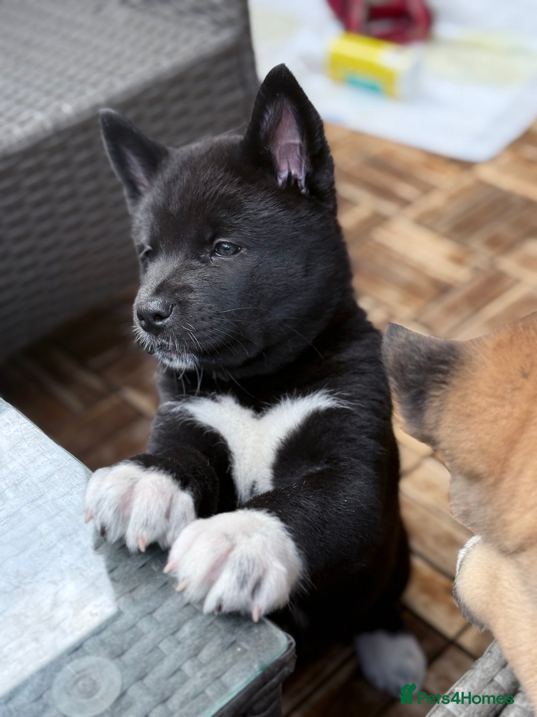 Akita dogs for sale: American Akita puppies - Advert 20