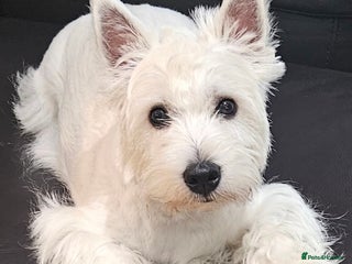 West Highland Terrier dogs in Hounslow - Advert 11