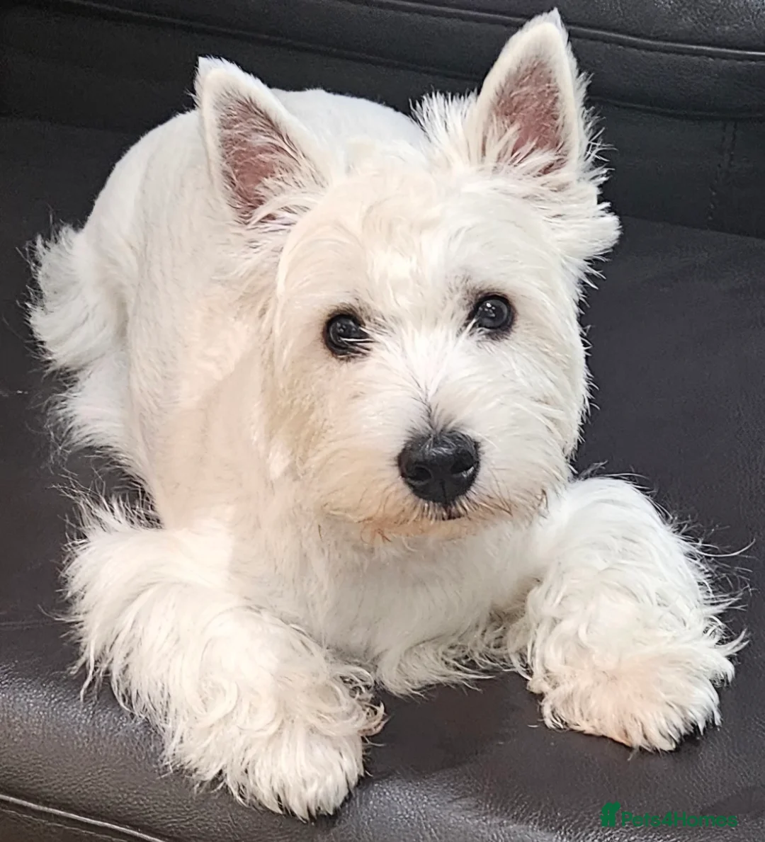 West Highland Terrier dogs for stud: Kennel registered westie for stud in Hounslow - Advert 1