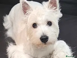 West Highland Terrier dogs Kennel registered westie for stud in Hounslow - Advert 1