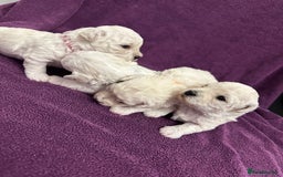 Bichon Frise dogs for sale: ✨ Bichon Frisé Puppies from Champion Bloodlines ✨ - Advert 17