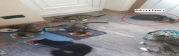 Mixed Breed cats for sale: Litter of 5 Kittens Mixed Breed in London - Advert 12