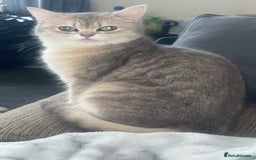 British Shorthair cats for sale: Female British shorthair  - Image 4