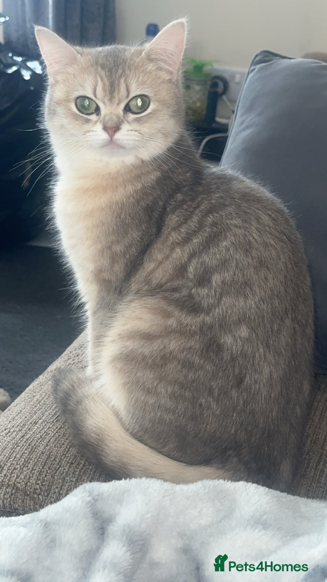 British Shorthair cats for sale: Female British shorthair  - Image 4