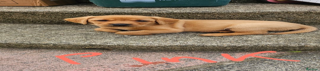 Labrador Retriever Puppy 8