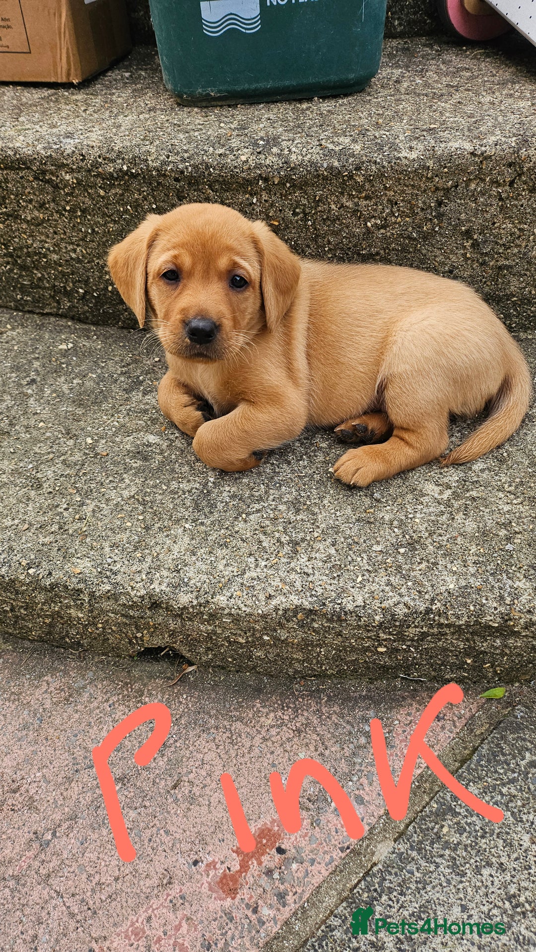 Labrador Retriever dogs for sale: Stunning fox red labrador puppies for sale - Image 18
