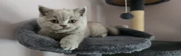 Scottish Fold cats for sale: Scottish fold  - Advert 14