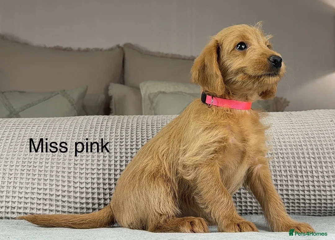 Labradoodle dogs for sale: HIP ELBOW DNA TESTED LINEAGE MUM. DAD IS THE SAME - Advert 2