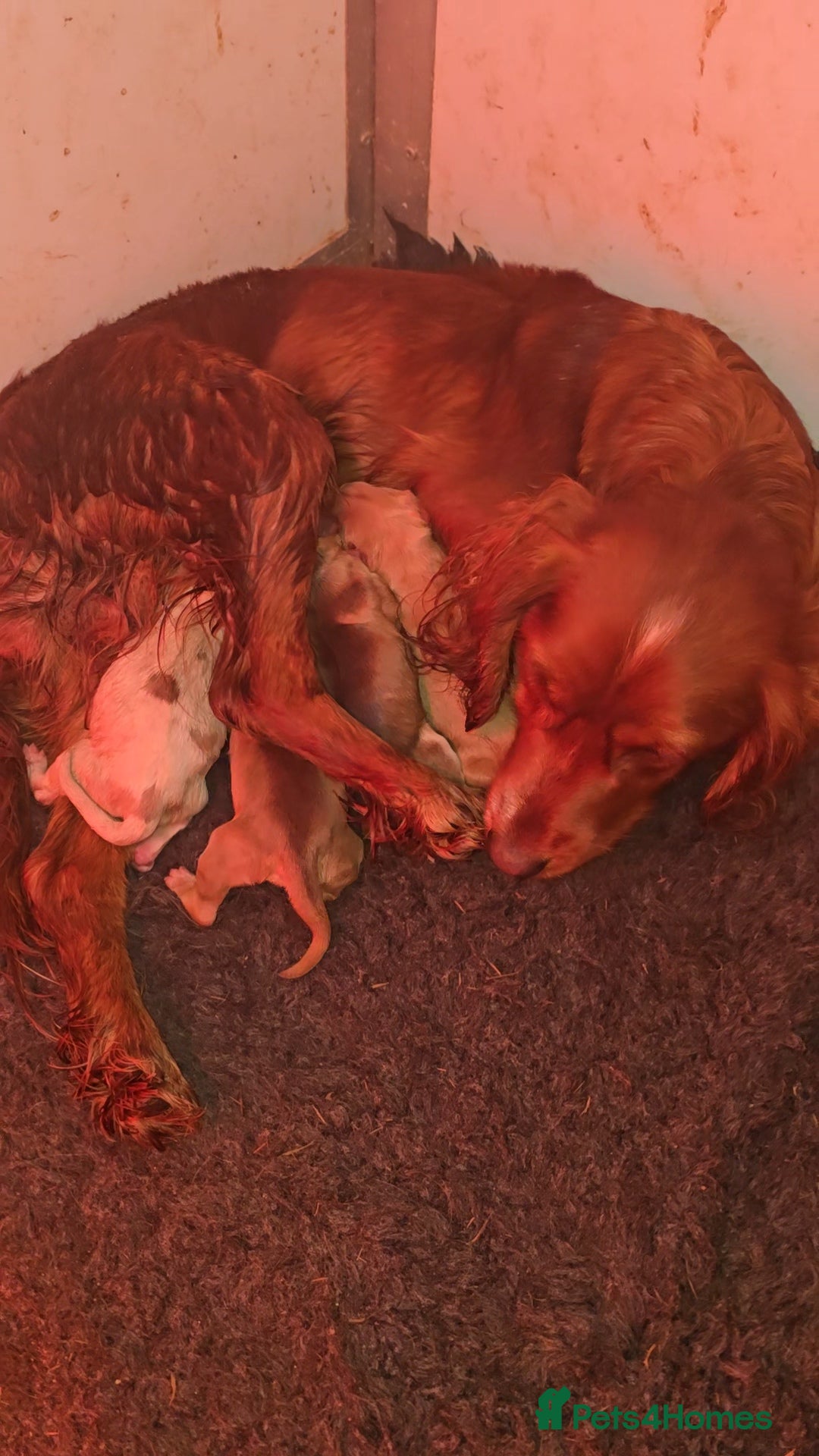 Cocker Spaniel dogs for sale: 4 Stunning cocker spaniel  - Advert 1