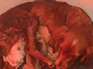 Cocker Spaniel dogs 4 Stunning cocker spaniel - Advert 9