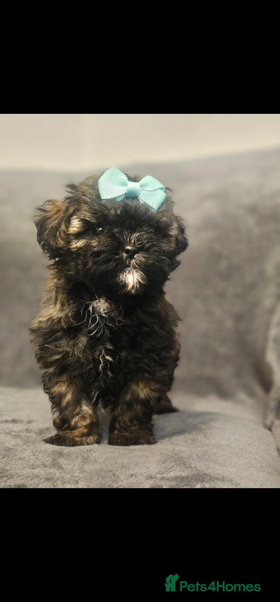 Shihpoo dogs for sale: 3 Hypoallergenic Shihpoo Boys - Advert 4