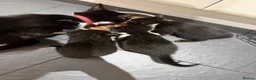 Mixed Breed cats for sale: 2 black female kittens ready now  - Advert 18