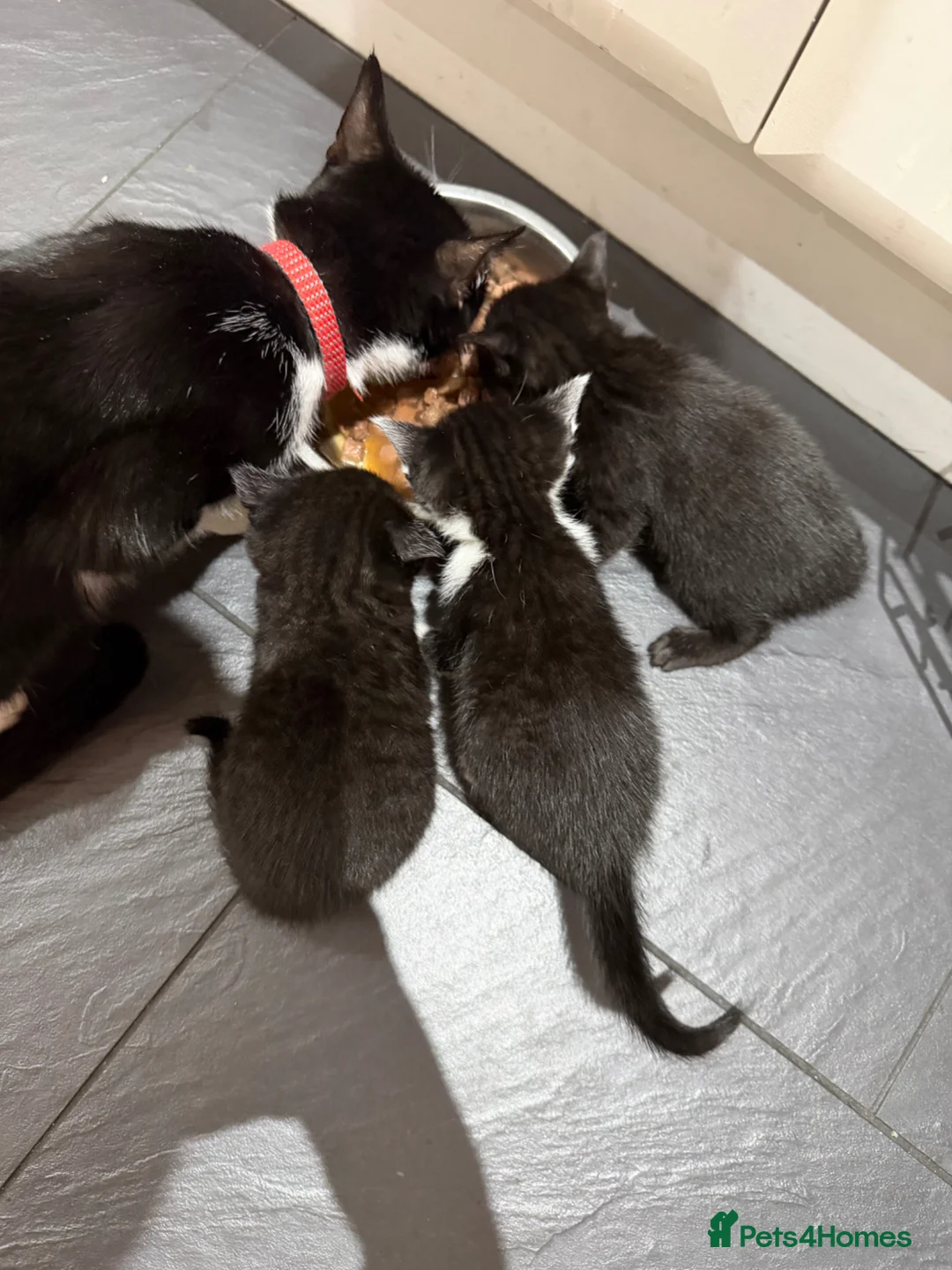 Mixed Breed cats for sale: 2 black female kittens ready now  - Advert 18