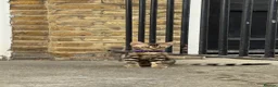 Bengal cats for sale: Ready TO LEAVE ! PURE TICA BENGALS - Advert 3
