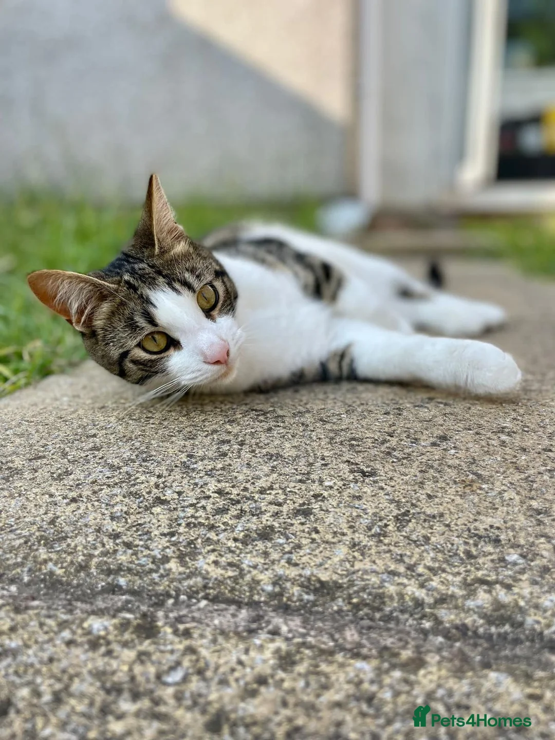 Domestic Shorthair cats for sale: Looking for his forever home  - Advert 5