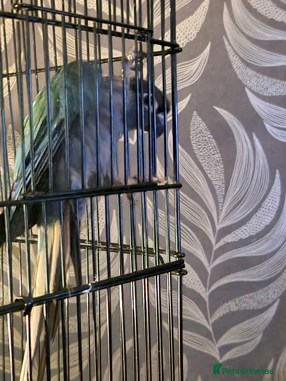 Conures birds for sale: Violet turquoise gcc - Image 5