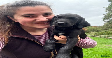 Mixed Breed dogs - Advert 3