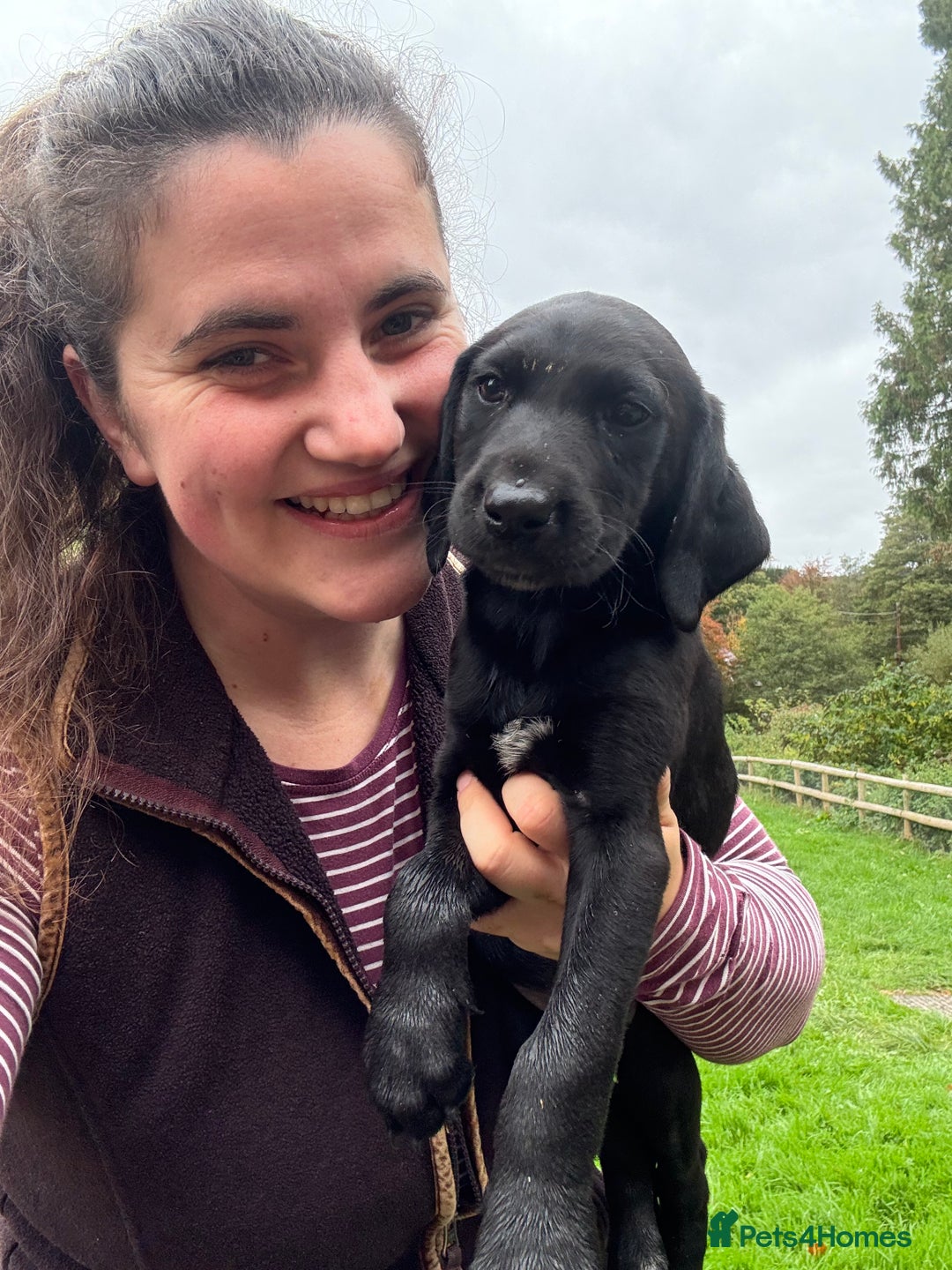 Mixed Breed dogs for sale: GSP x Lab looking for active forever homes.  - Image 3